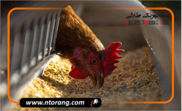 ویتامین های لازم برای مرغ گوشتی